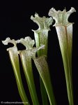 thumb_DSCF8438-sarracenia-leucophylla.jpg