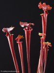 thumb_DSCF8439-sarracenia-flava-rubricorpora.jpg