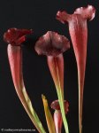 thumb_DSCF8528-sarracenia-rudolf-ii.jpg