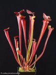 thumb_DSCF8531-sarracenia-flava-atropurpurea.jpg
