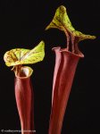 thumb_DSCF8533-sarracenia-flava-rubricorpora.jpg