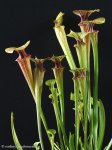 thumb_DSCF8534-sarracenia-flava-ornata.jpg