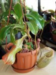 thumb_DSCF8592-nepenthes-bellii-truncata.jpg