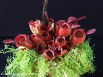 thumb_DSCF8595-nepenthes-ampullaria-harlequin.jpg