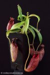 thumb_DSCF8618-nepenthes-spathulata-aristolochioides.jpg