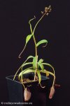 thumb_DSCF8624-nepenthes-singalana-aristolochioides.jpg