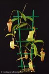 thumb_DSCF8631-nepenthes-ventricosa-inermis.jpg
