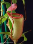 thumb_DSCF8633-nepenthes-ventricosa-inermis.jpg