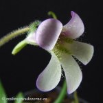thumb_DSCF8682-pinguicula-heterophylla.jpg