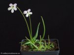 thumb_DSCF8712-pinguicula-heterophylla.jpg