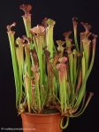 thumb_DSCF8851-sarracenia-farnhamii.jpg