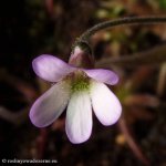 thumb_DSCF8854-pinguicula-medusina.jpg