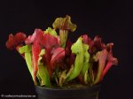 thumb_DSCF8867-sarracenia-purpurea-hybride-1.jpg
