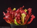 thumb_DSCF8868-sarracenia-purpurea-hybride-2.jpg