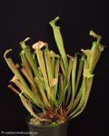 thumb_DSCF8869-sarracenia-rubra-wherryi.jpg