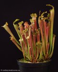 thumb_DSCF8871-sarracenia-rubra-rubra.jpg
