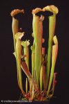 thumb_DSCF8874-sarracenia-rubra-gulfensis.jpg