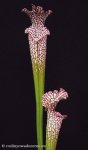 thumb_DSCF8876-sarracenia-leucophylla-helmuts-delight.jpg