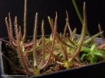 thumb_DSCF8891-pinguicula-medusina.jpg