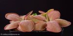 thumb_DSCF8898-pinguicula-sp.jpg