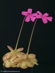 thumb_DSCF8900-pinguicula-hemiepiphytica.jpg