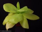 thumb_DSCF8901-pinguicula-gigantea.jpg