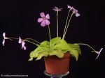 thumb_DSCF8903-pinguicula-tina.jpg