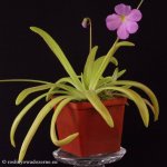 thumb_DSCF8908-pinguicula-moctezumae-pilosa.jpg