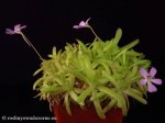 thumb_DSCF8912-pinguicula-gracilis-moctezumae.jpg