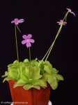 thumb_DSCF8913-pinguicula-emarginata-weser.jpg
