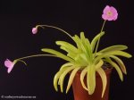 thumb_DSCF8919-pinguicula-gigantea-moctezumae.jpg