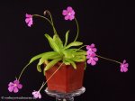 thumb_DSCF8923-pinguicula-ibarrae-moctezumae.jpg