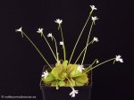 thumb_DSCF8927-pinguicula-emarginata.jpg