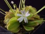 thumb_DSCF8932-pinguicula-emarginata.jpg