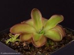 thumb_DSCF8943-pinguicula-potosiensis.jpg