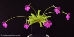 thumb_DSCF8948-pinguicula-emarginata-moctezumae.jpg