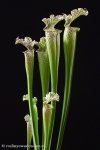 thumb_DSCF8954-sarracenia-leucophylla.jpg