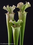 thumb_DSCF8956-sarracenia-leucophylla.jpg