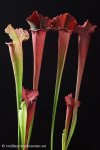 thumb_DSCF8960-sarracenia-juthatip-soper.jpg