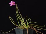 thumb_DSCF9131-pinguicula-P9-moctezumae-filifolia.jpg