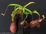 thumb_DSCF9387-nepenthes-spathulata-hamata.jpg