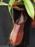 thumb_DSCF9388-nepenthes-spathulata-hamata.jpg