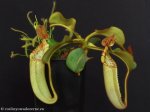 thumb_DSCF9391-nepenthes-chaniana-veitchii.jpg