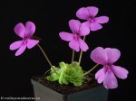 thumb_DSCF9572-pinguicula-Tempa.jpg