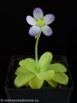thumb_DSCF9578-pinguicula-agnata.jpg
