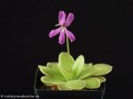 thumb_DSCF9602-pinguicula-rectifolia.jpg