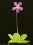 thumb_DSCF9612-pinguicula-rectifolia-david.jpg