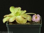 thumb_DSCF9629-pinguicula-reticulata.jpg