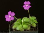 thumb_DSCF9767-pinguicula-cyclosecta.jpg