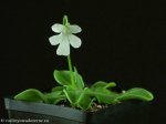 thumb_DSCF9803-pinguicula-moranensis-alba-molango.jpg